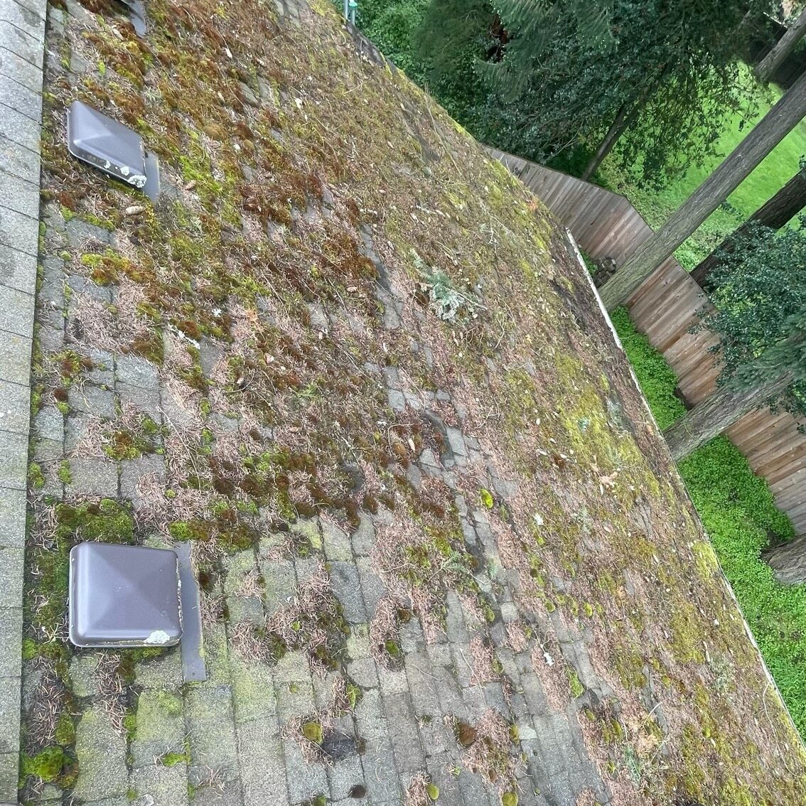 Aerial view of a moss-covered roof with two skylights, surrounded by trees.